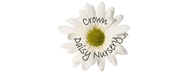 Crown Daisy Nursery