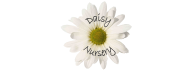 Aster Daisy Nursery