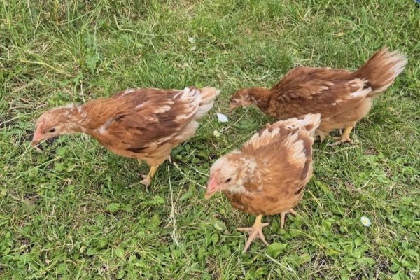 Little Owls Day Nursery, 1-1a First Avenue