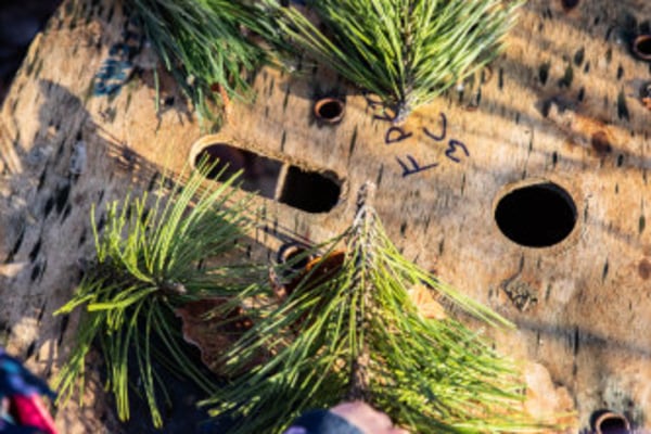 Kings Burrow Nursery, Henry Beaufort School