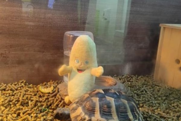 Banana Moon Day Nursery Caversham, Reading, Berkshire