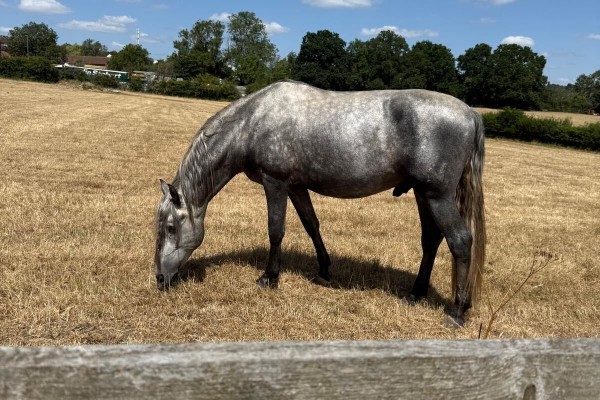 Blossom Tree Montessori Northwood Hills, Northwood, London