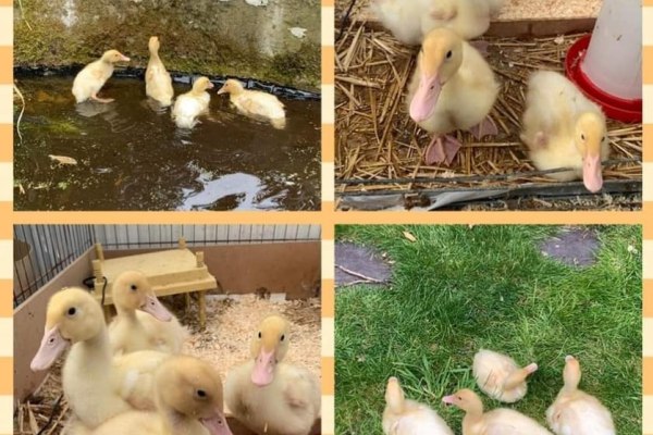 Rainbow Corner Loseley Fields, Green Lane, Loseley Fields,
