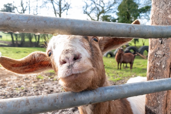 Hygge Bears Nursery, Foxholes Farm