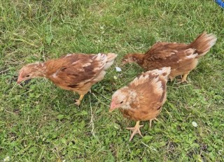 Little Owls Day Nursery, Nottingham, Nottinghamshire